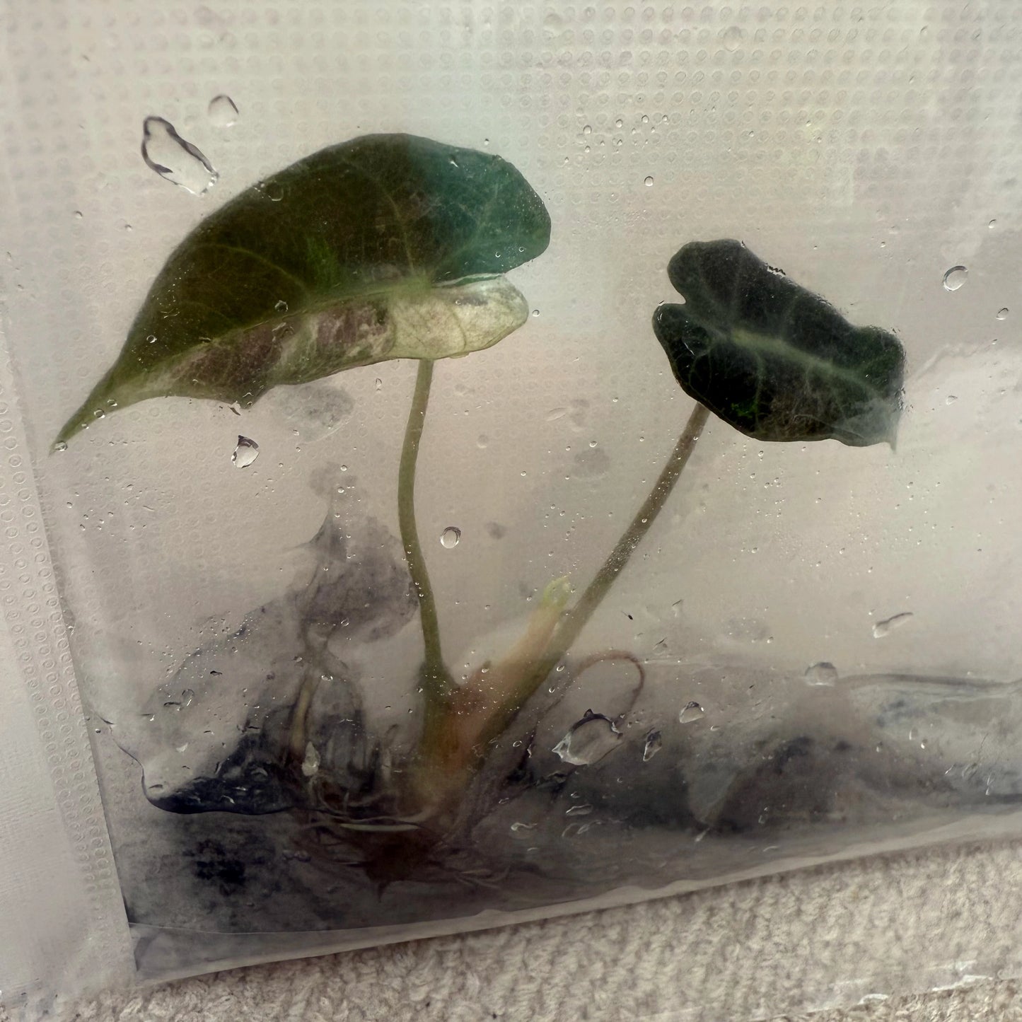Tissue culture Alocasia Amazonica Albo/Pink in bag with gel
