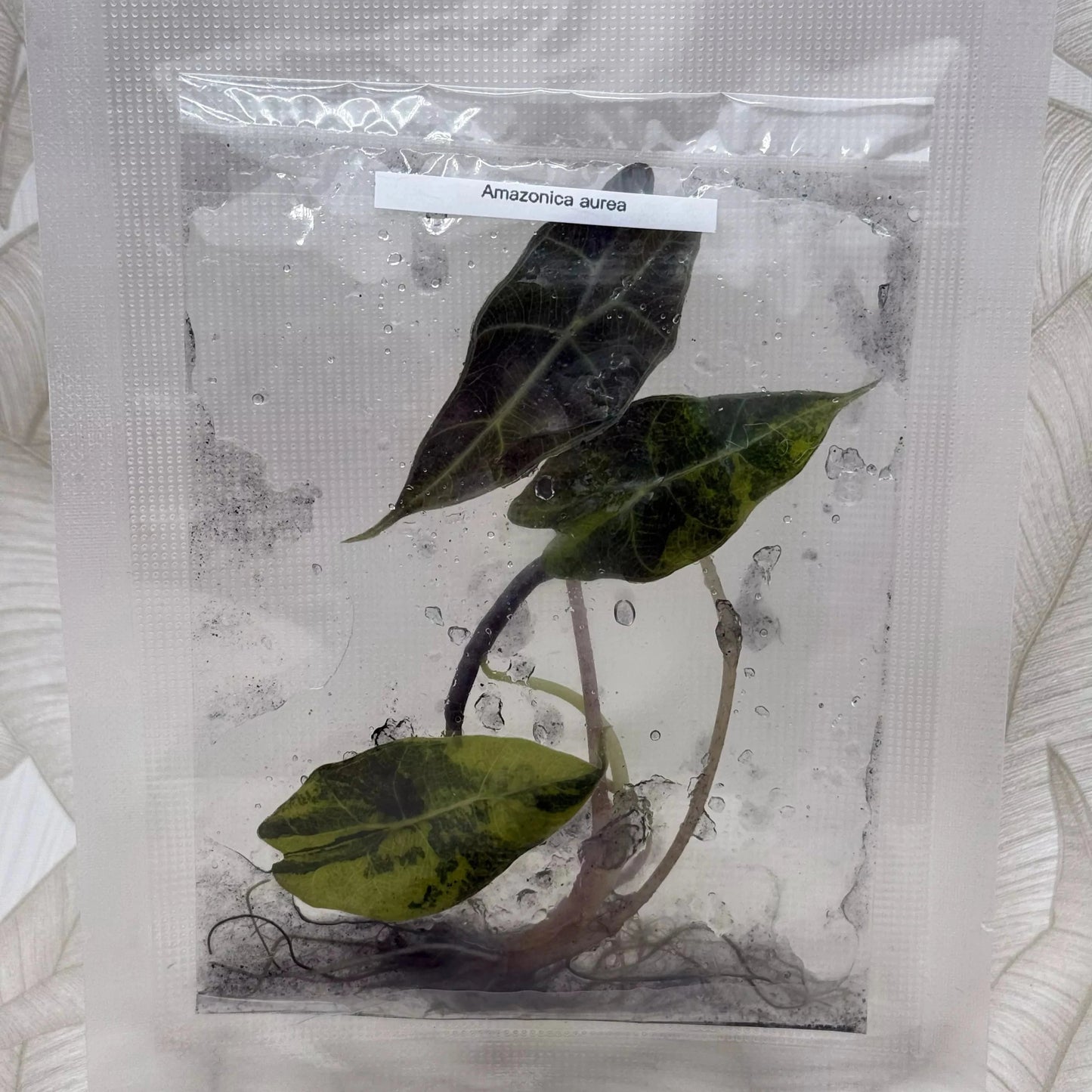 Tissue culture Alocasia Amazonica Aurea in bag with gel