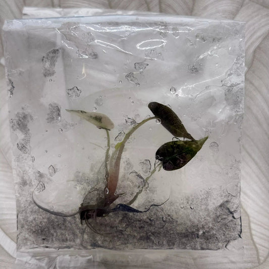 Tissue culture Alocasia Bambino Pink in bag with gel