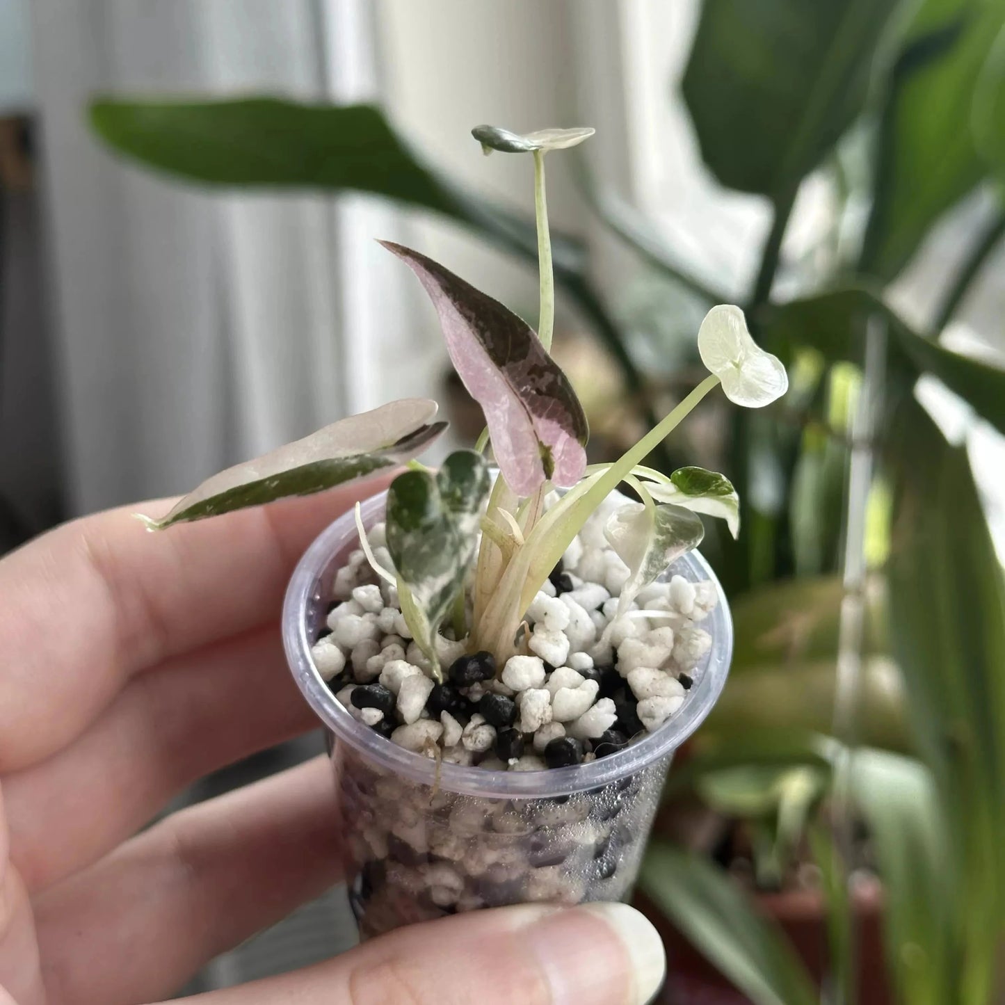 A hand holding a very small pot with an Alocasia Bambino Pink in it.