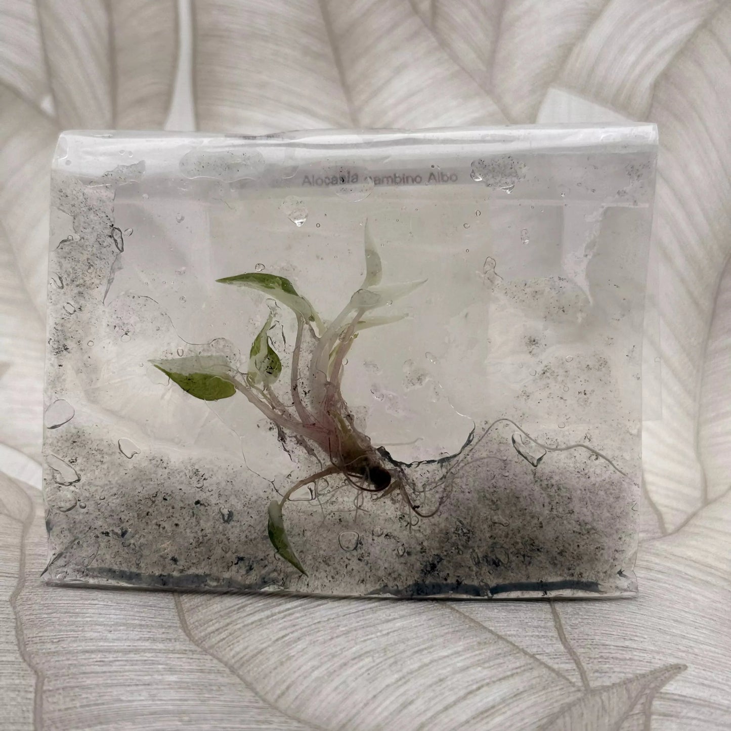 Tissue culture Alocasia Bambino Albo in bag with gel