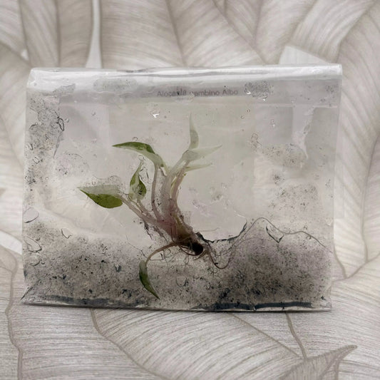 Tissue culture Alocasia Bambino Albo in bag with gel