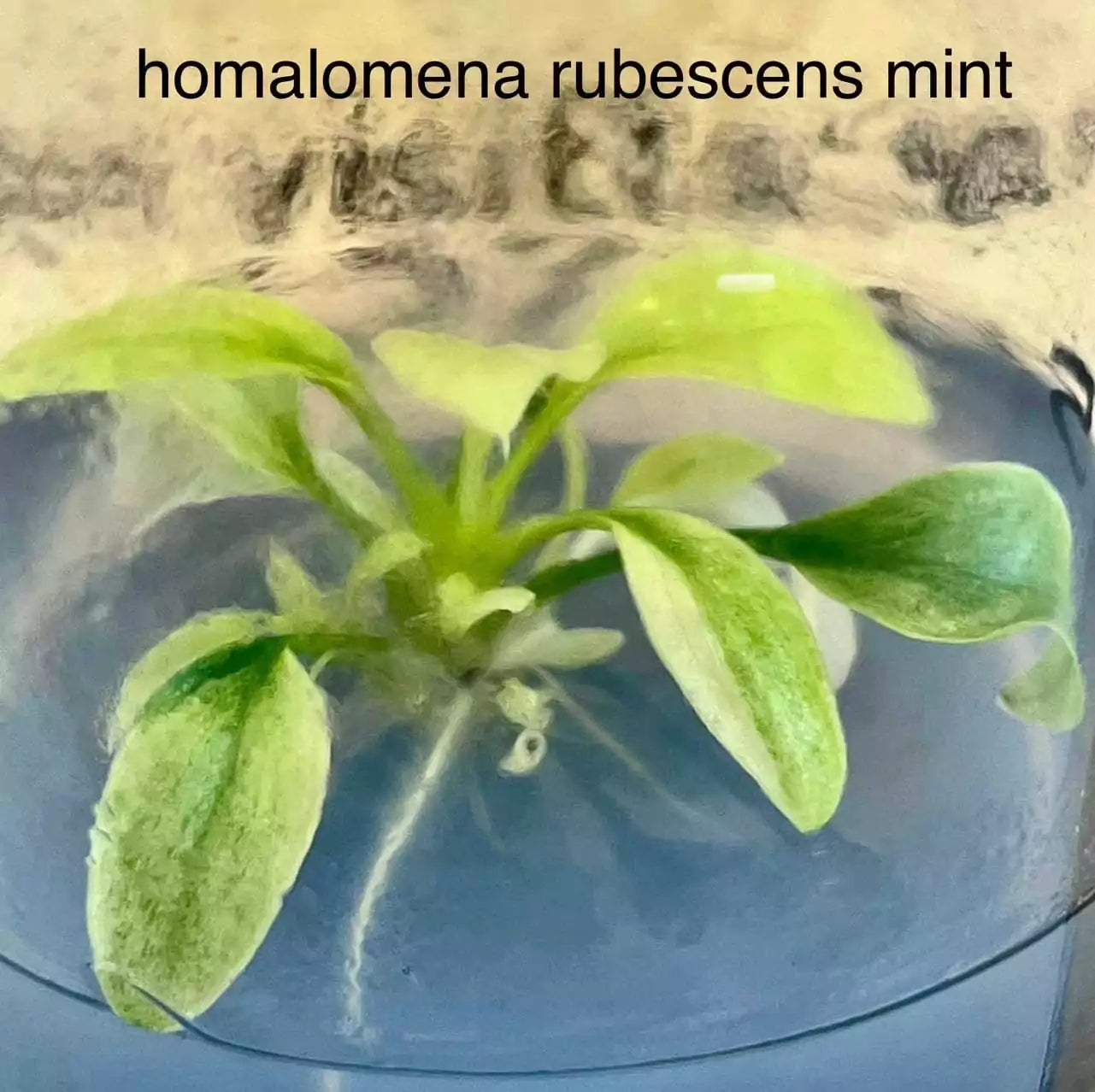 Homalomena Rubescens Minze