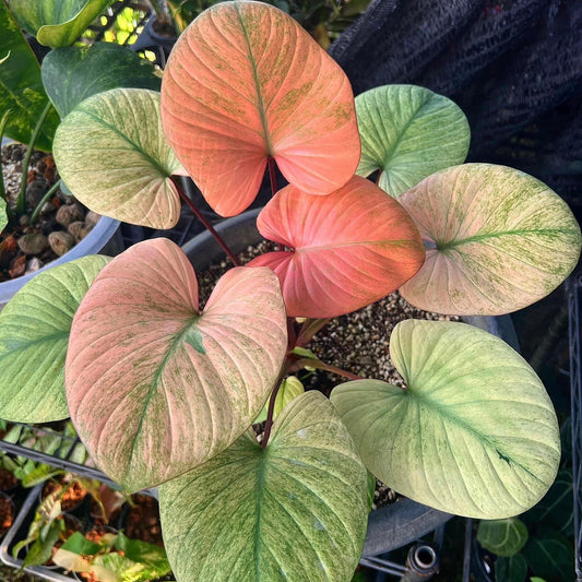 Homalomena Rubescens Mint
