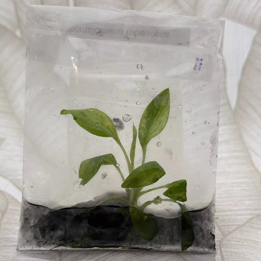 Homalomena Rubescens variegata