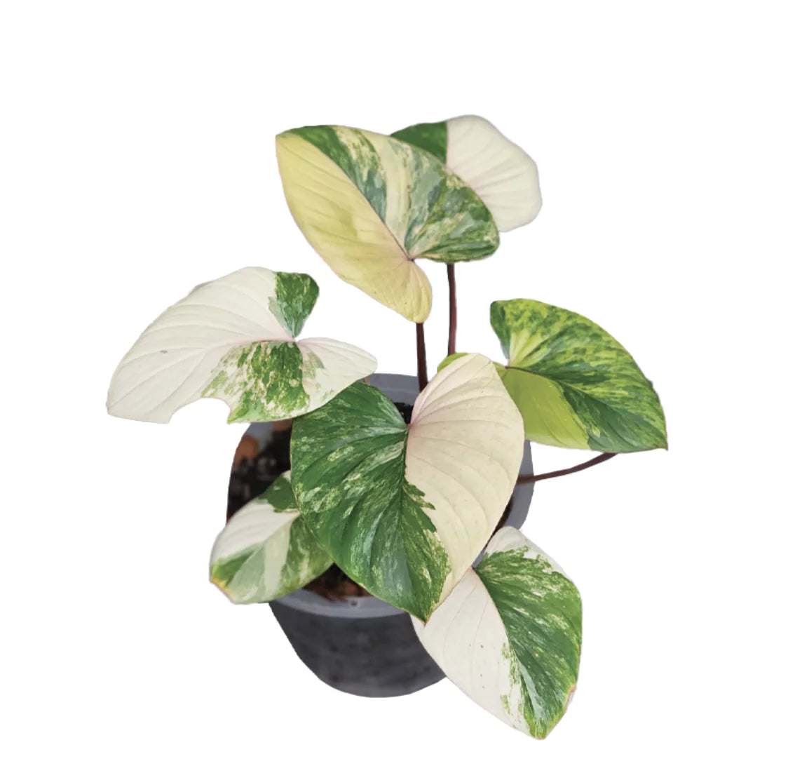Homalomena Rubescens variegata