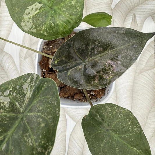 Alocasia Wentii Pink Splash