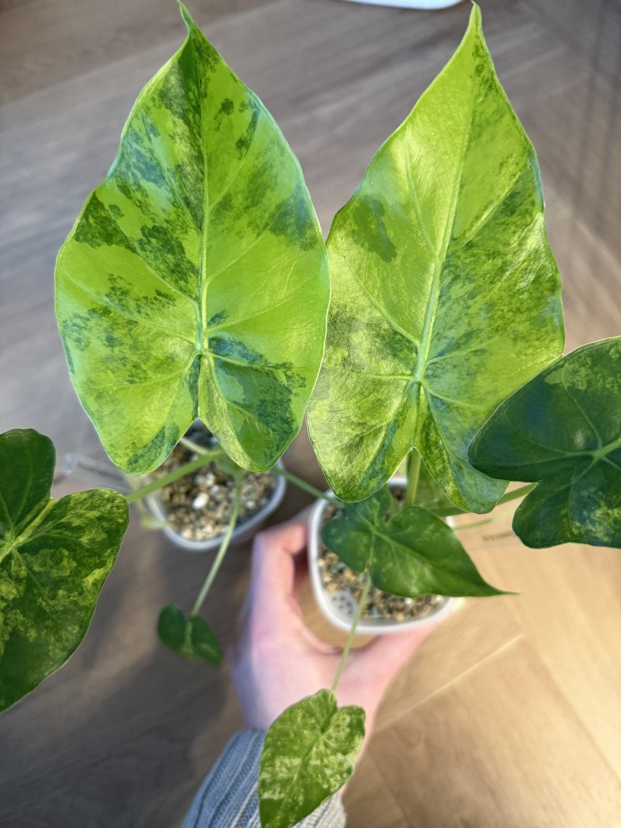Twee Alocasia Gageana Aurea's