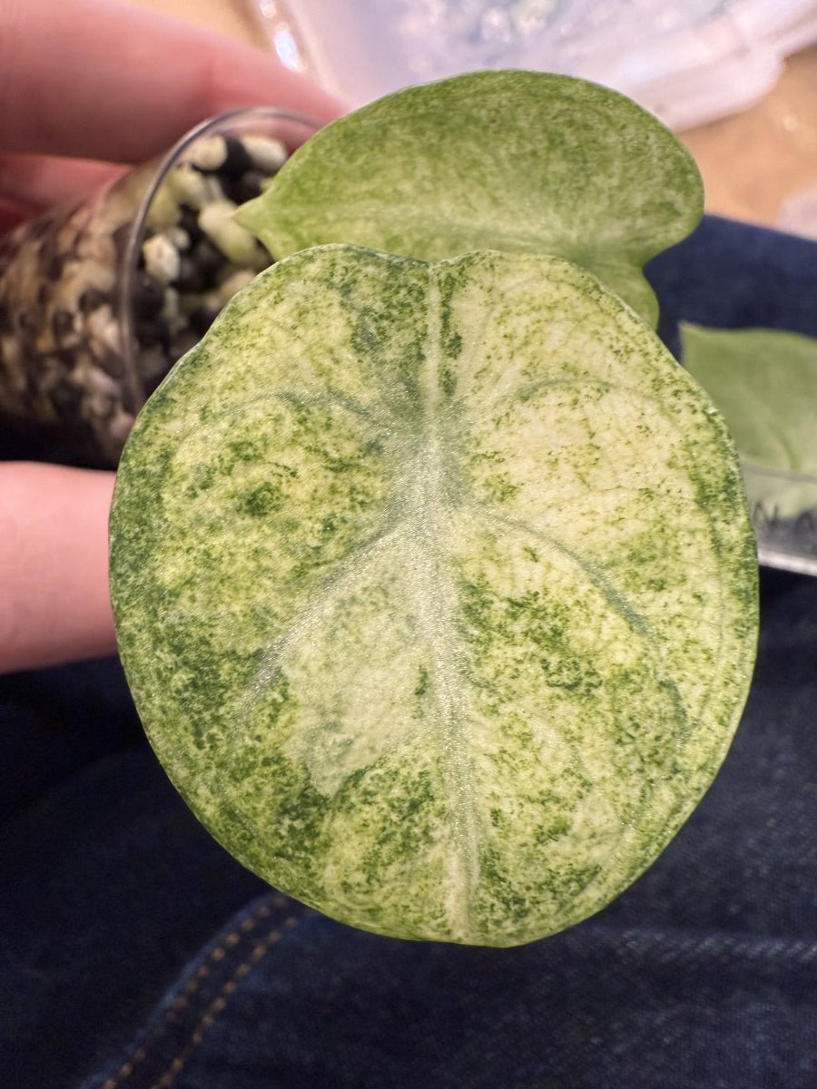 Alocasia Ninja Splash