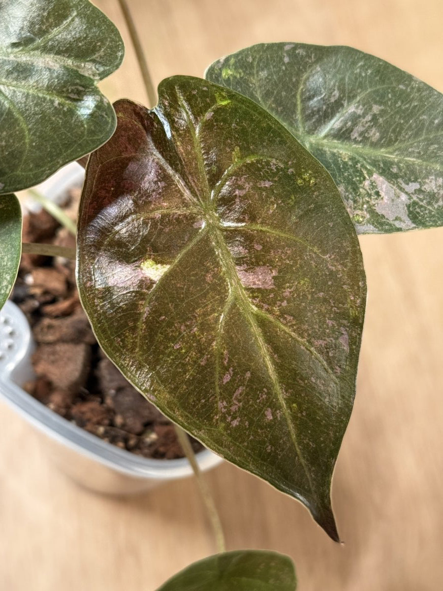 Alocasia Wentii Pink Splash