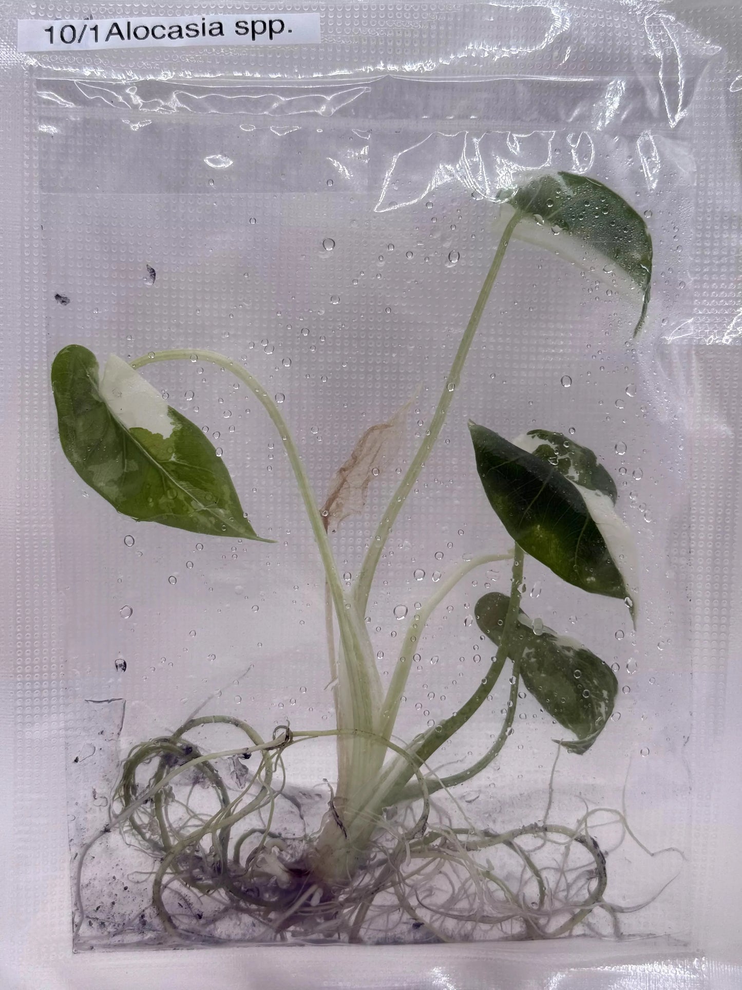 Alocasia Okinawa Albo