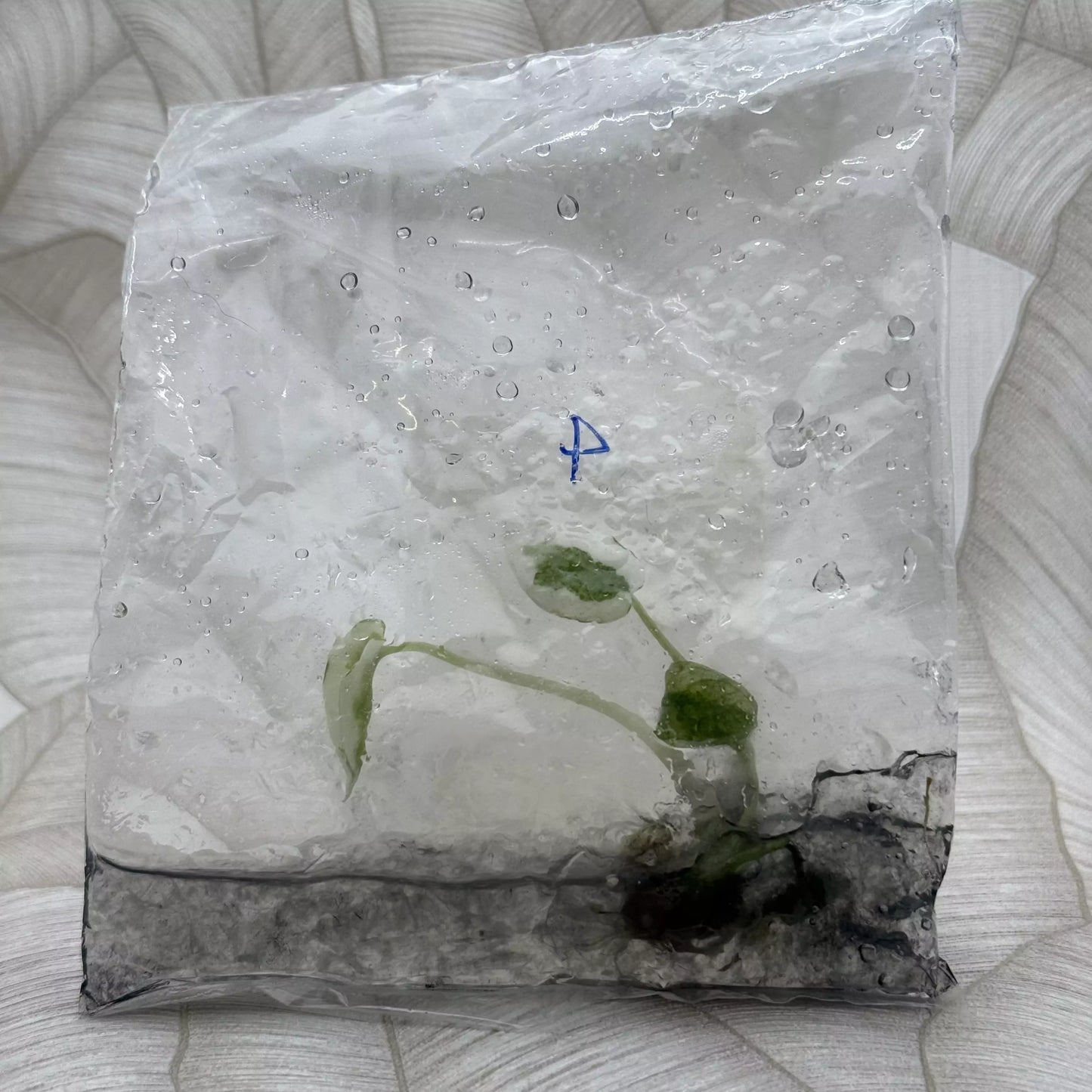 Tissue culture Alocasia Ninja Aurea in bag with gel