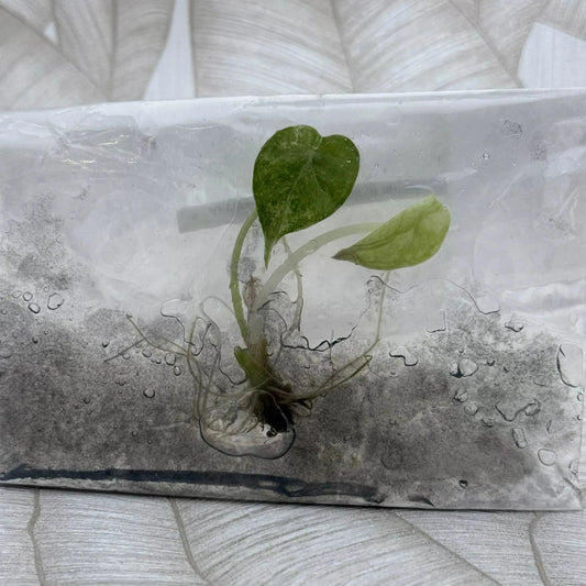 Tissue culture Alocasia Ninja Splash in bag with gel