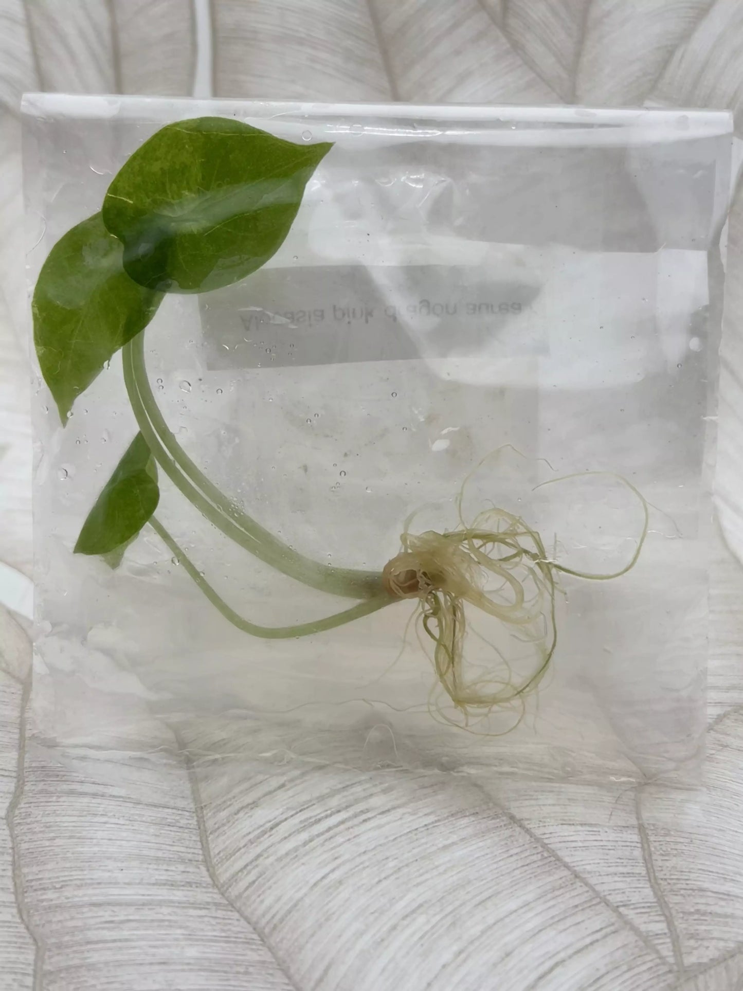 Tissue culture Alocasia Pink Dragon Aurea in bag with gel
