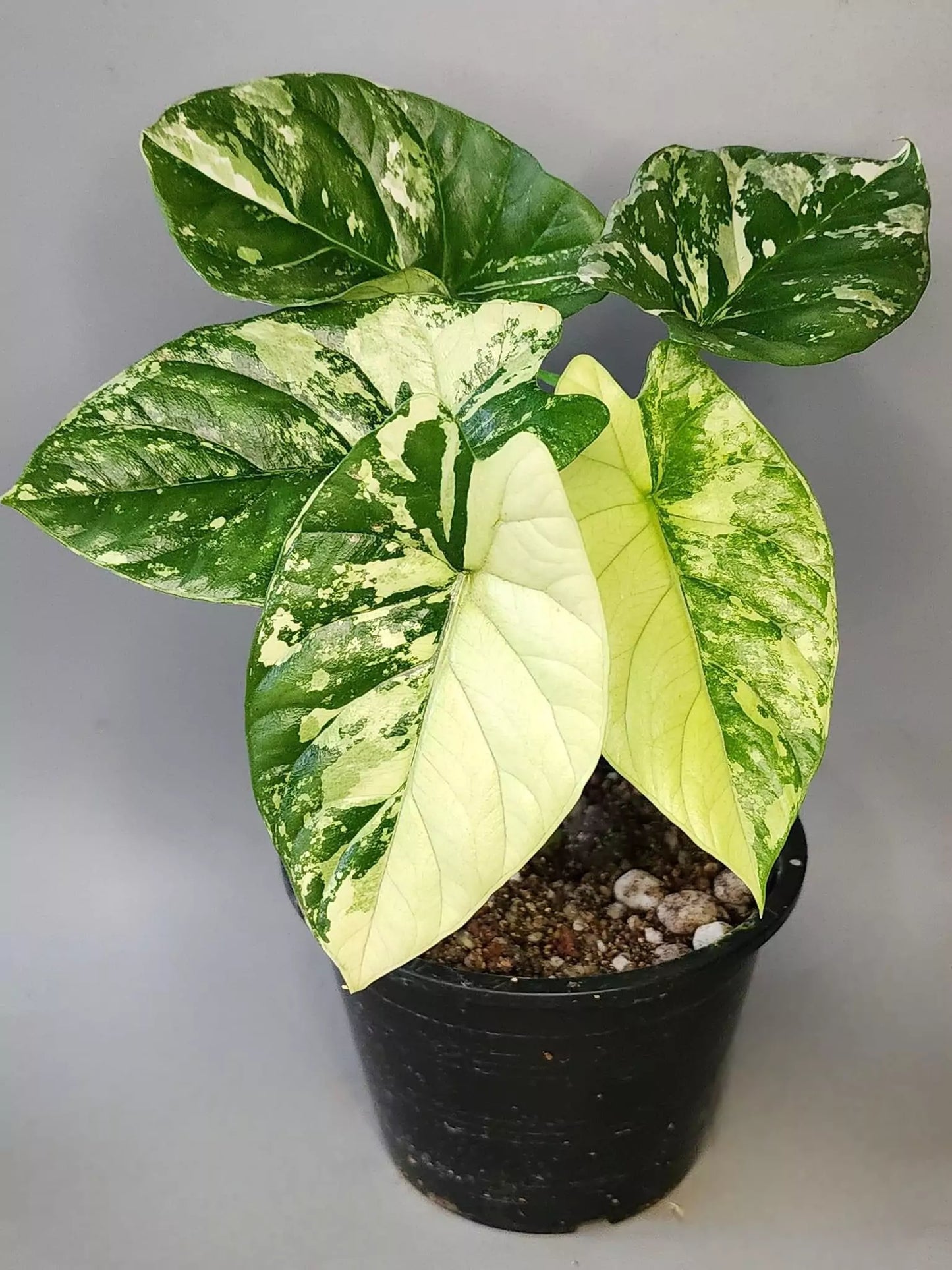 A big Alocasia sinuata Albo with 5 leaves in a black nursery pot