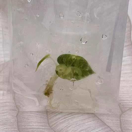 Tissue culture Alocasia Watsoniana Albo/Pink in bag with gel