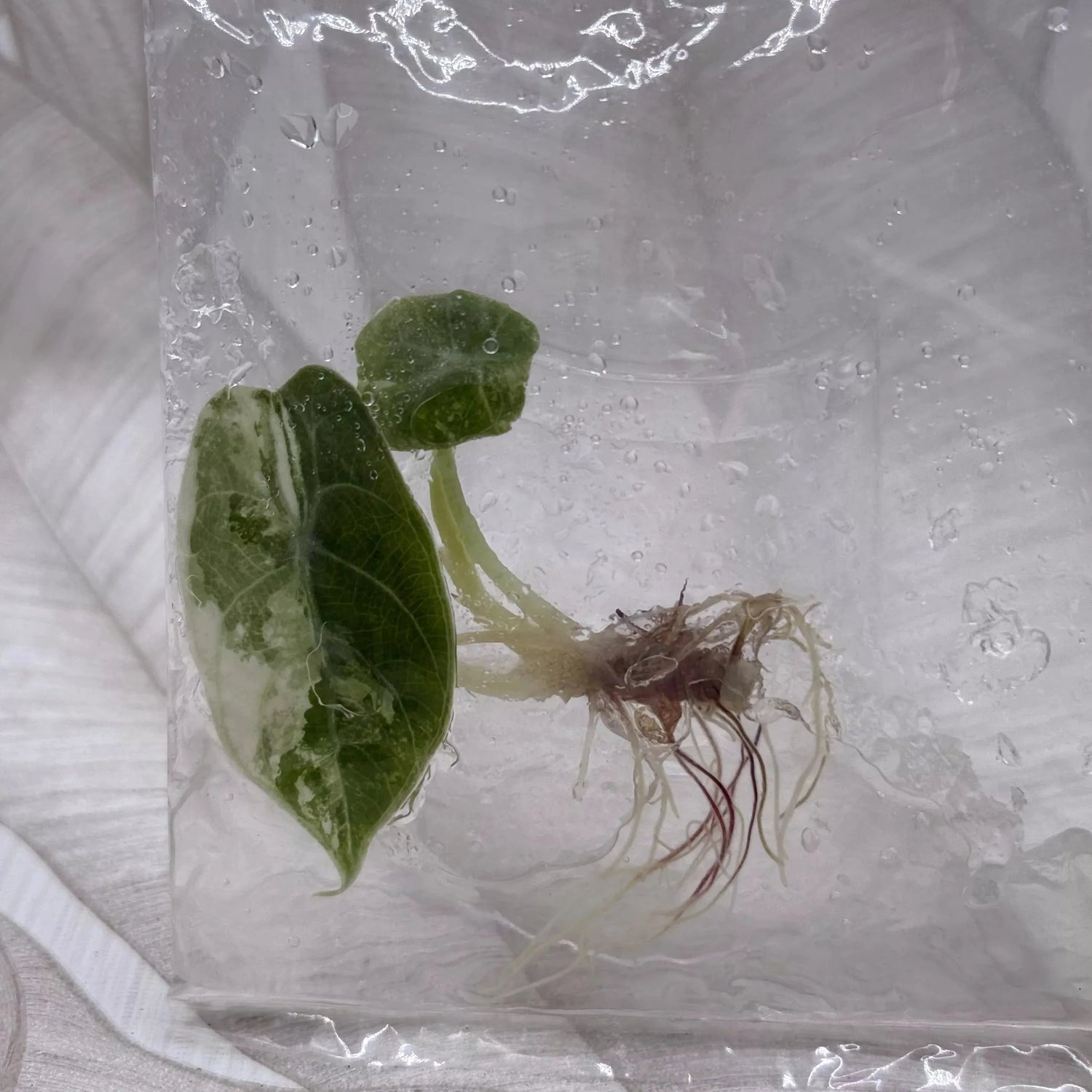 Tijdelijke planten