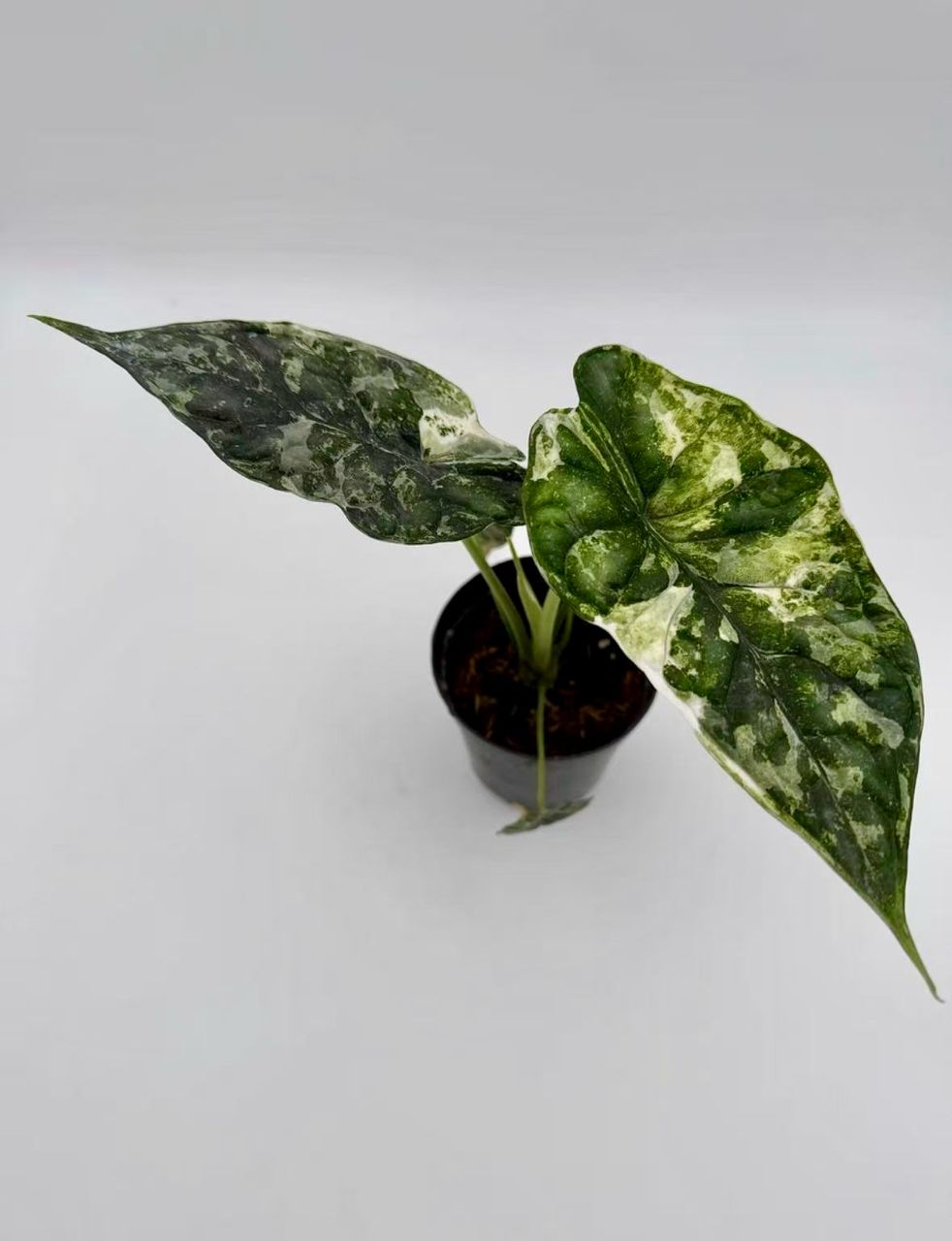 Alocasia Dragon Scale Tricolor