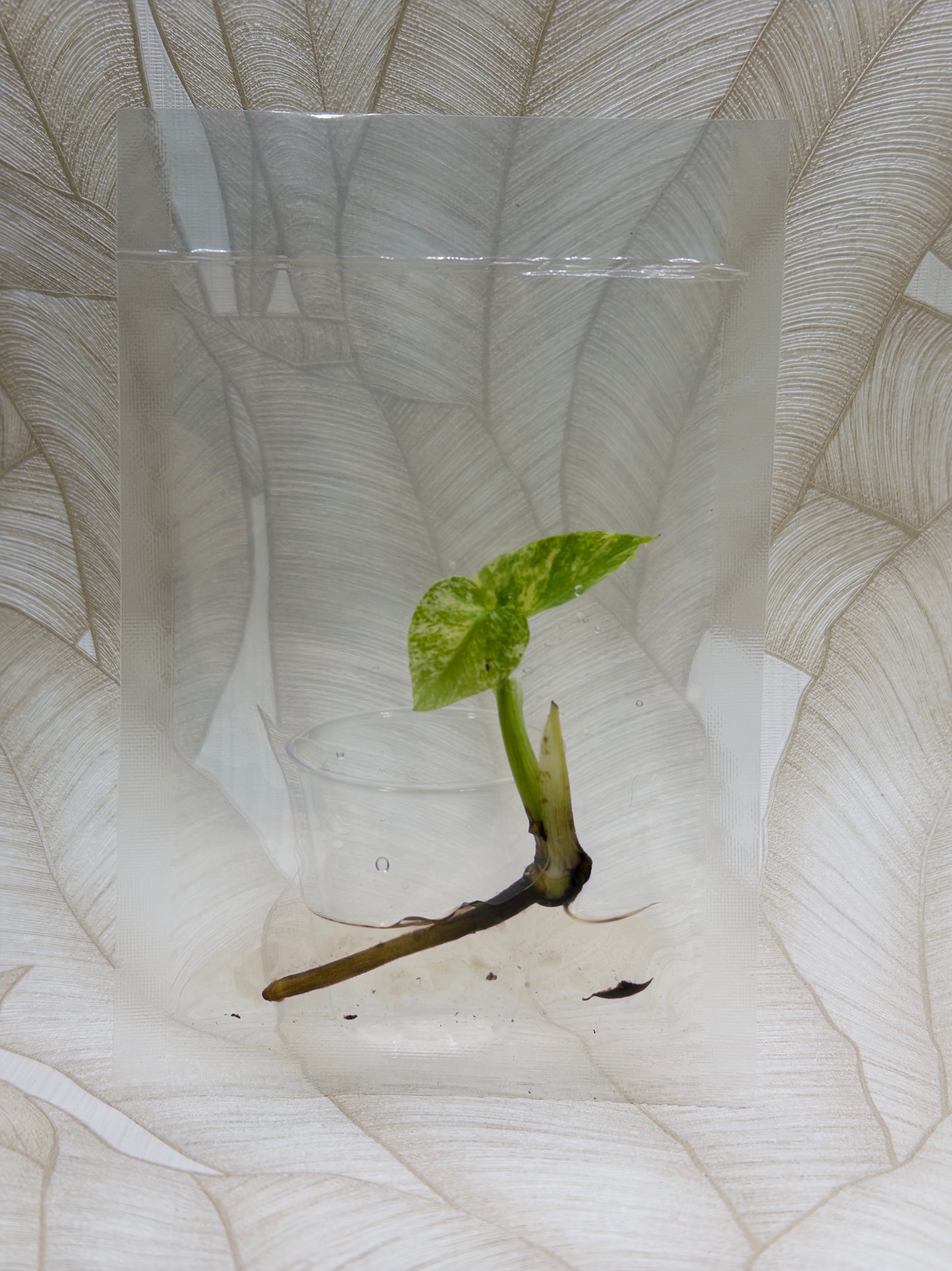 Monstera White Monster