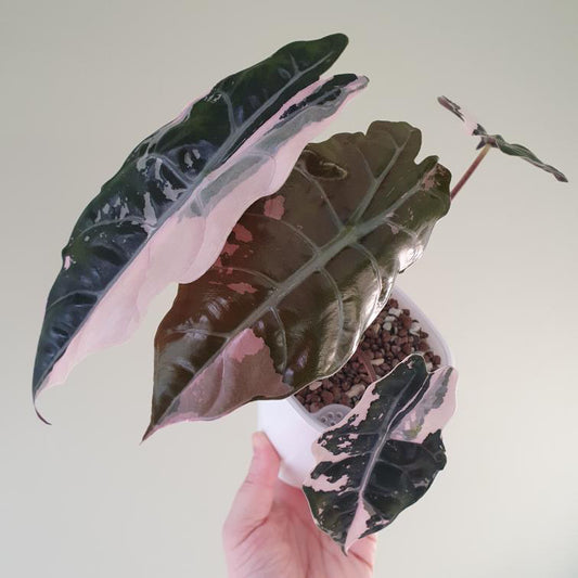 Alocasia Chantrieri Pink (Potted plants from corm)