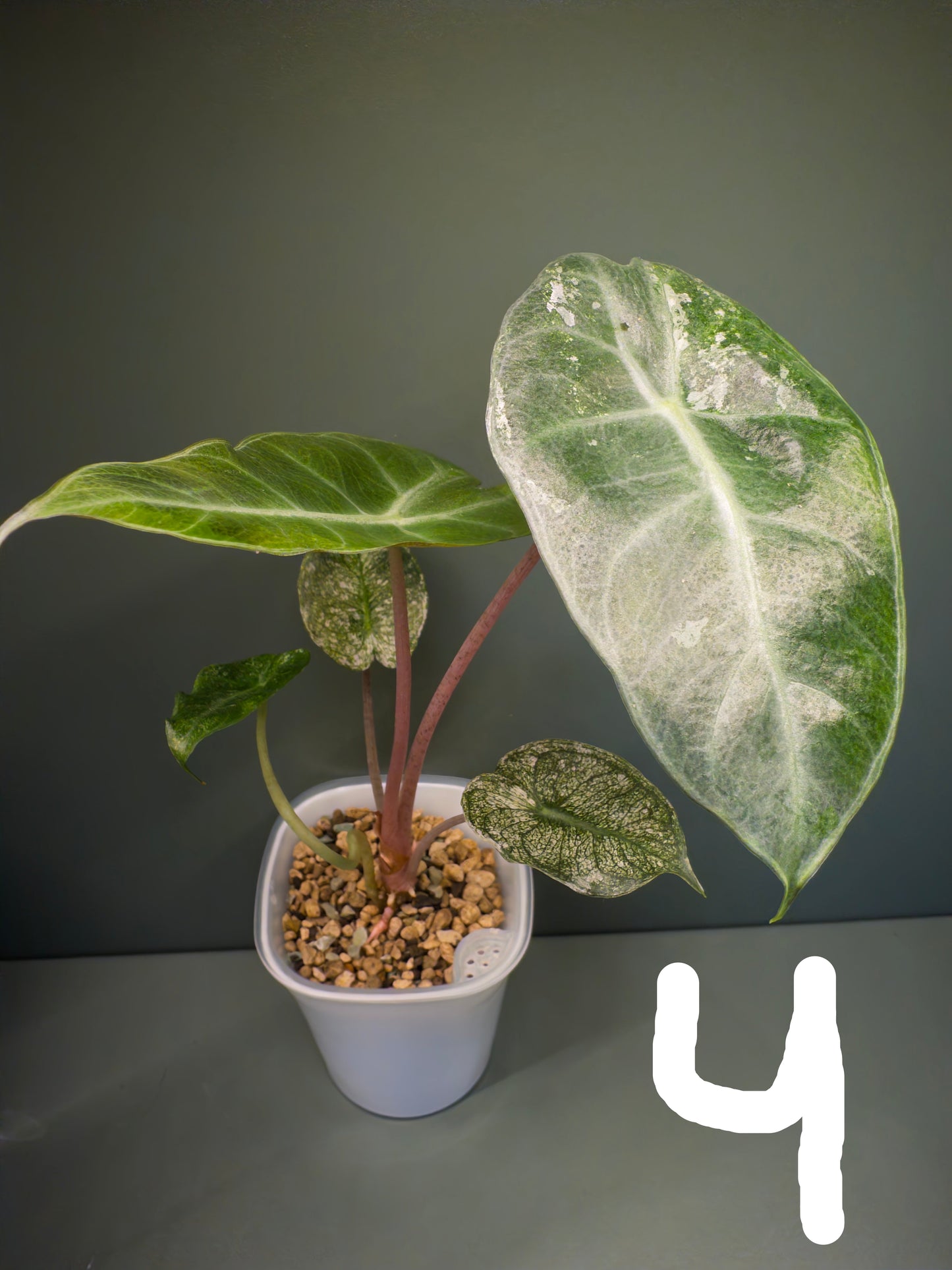 Alocasia Pink Dragon Mint (Potted plants)