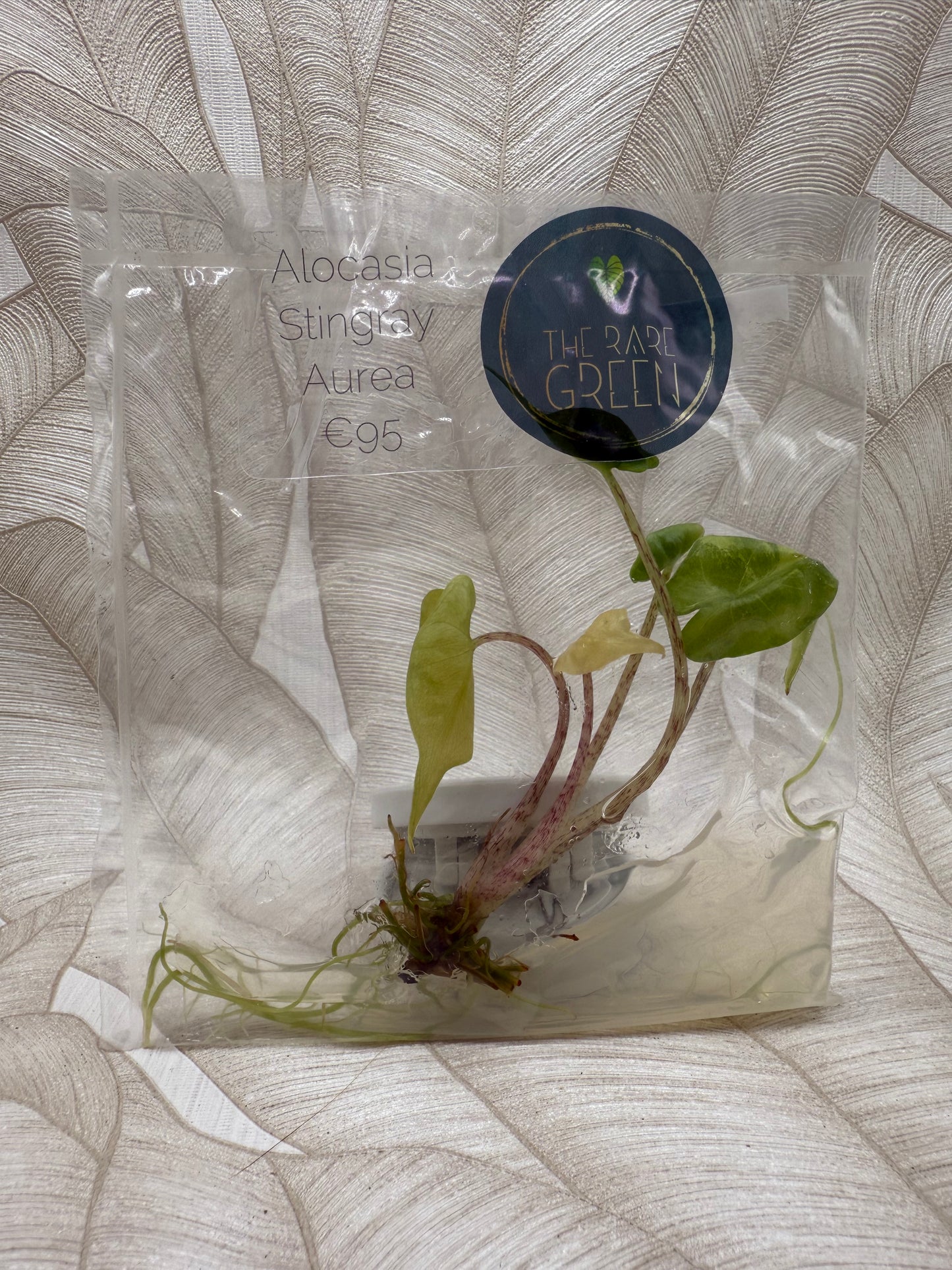 Alocasia Stingray Aurea