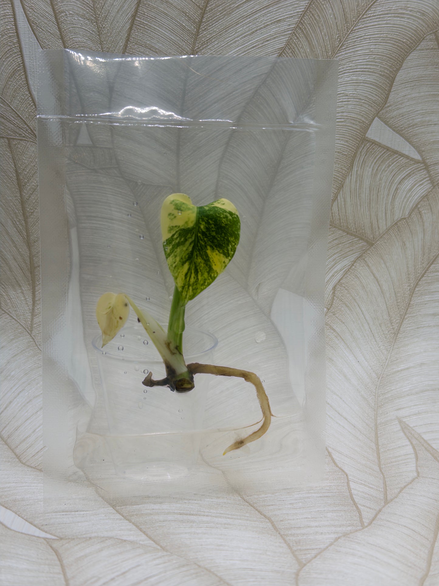 Monstera White Monster