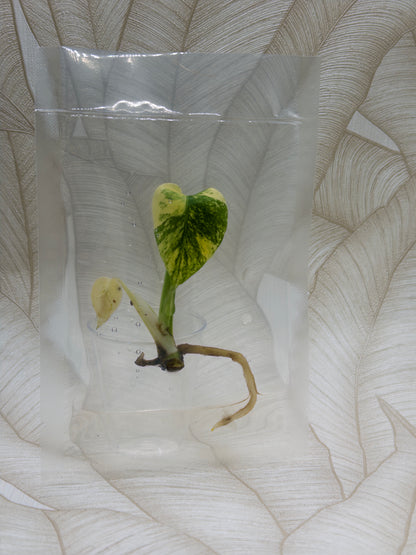 Monstera White Monster