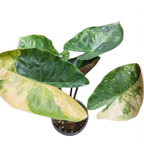 Alocasia Hybrid: Calidora x Flamingo x Infernalis variegata (from corm)