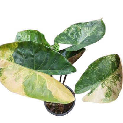 Alocasia Hybrid: Calidora x Flamingo x Infernalis variegata (from corm)