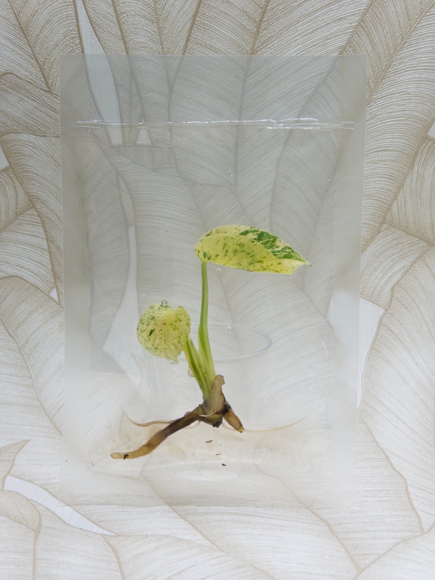 Monstera White Monster
