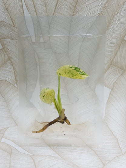 Monstera White Monster