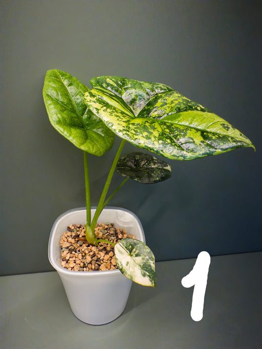 Alocasia Sinuata Aurea (Potted plants)