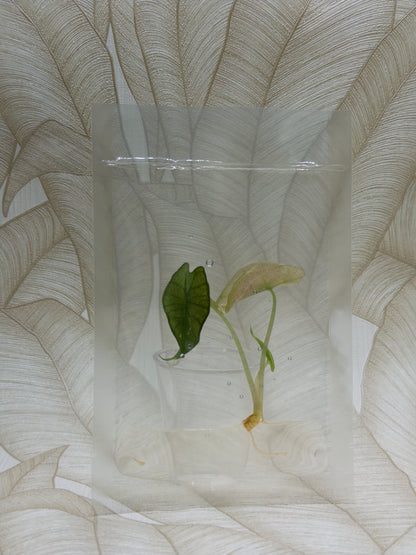 Alocasia Polly Pink Mint (clean tissue)