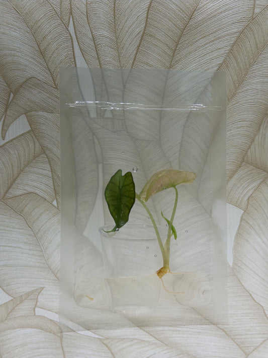 Alocasia Polly Pink Mint (clean tissue)