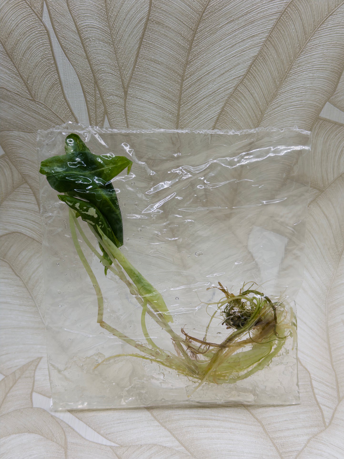 Alocasia Sarian Albo