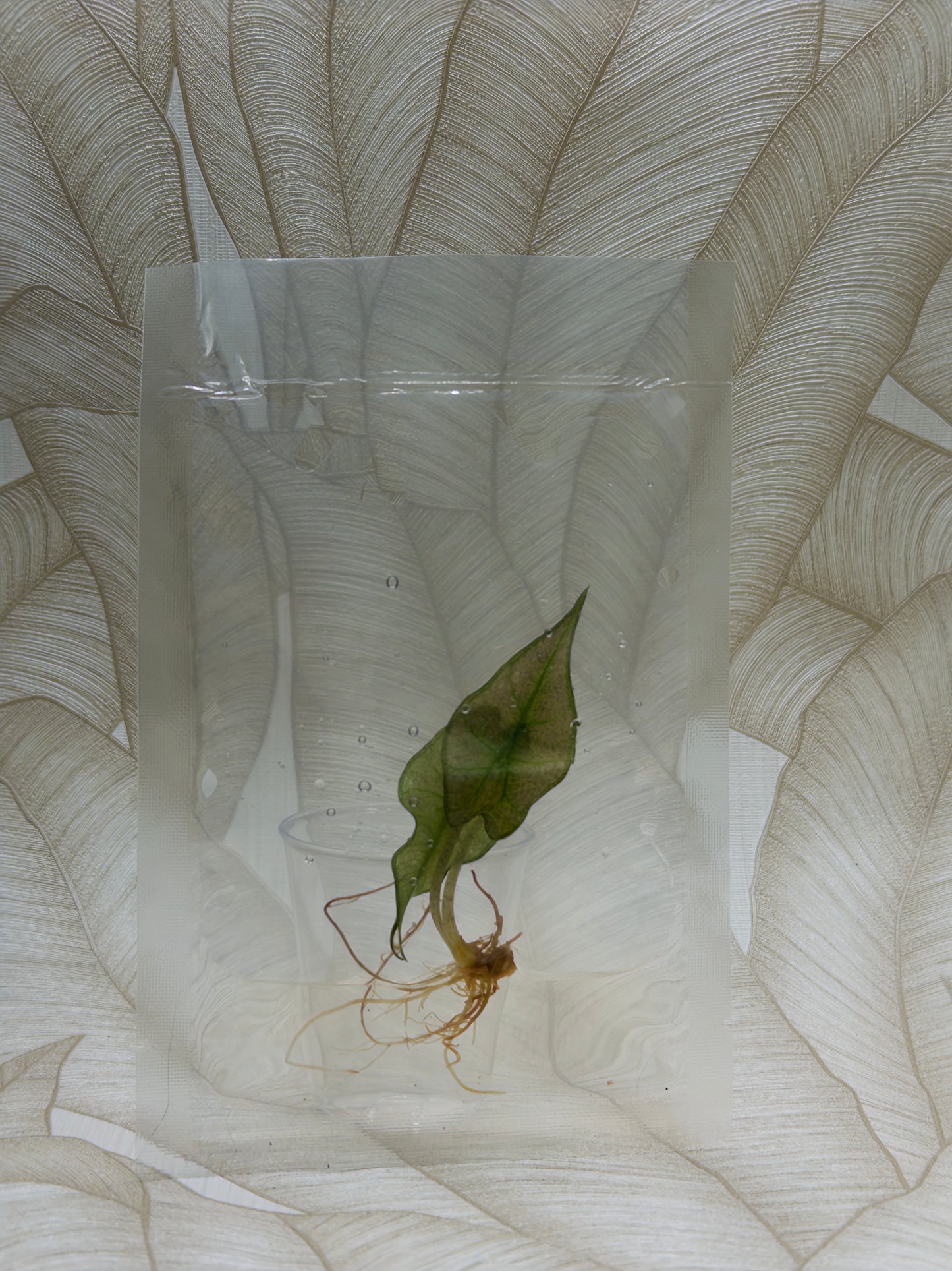 Alocasia Polly Pink Mint (clean tissue)