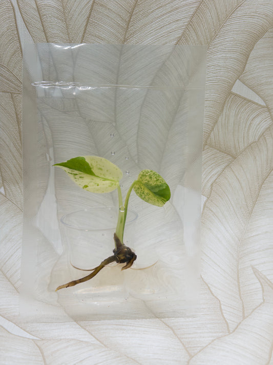 Monstera White Monster