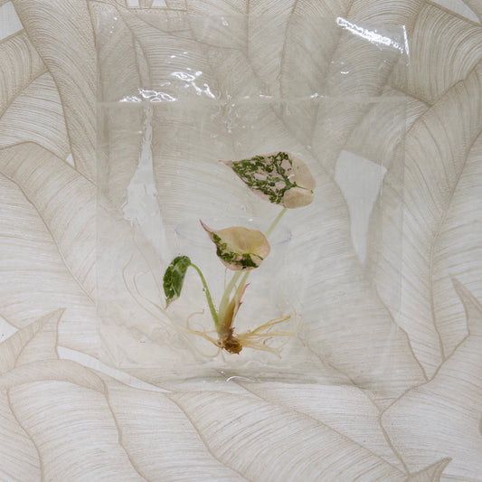 TC Alocasia Cuprea Albo Pink Superb in bag
