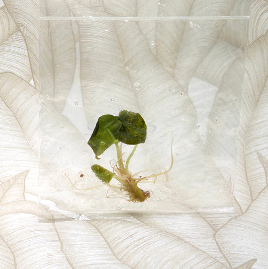 TC Alocasia Cuprea Golden Latte in bag