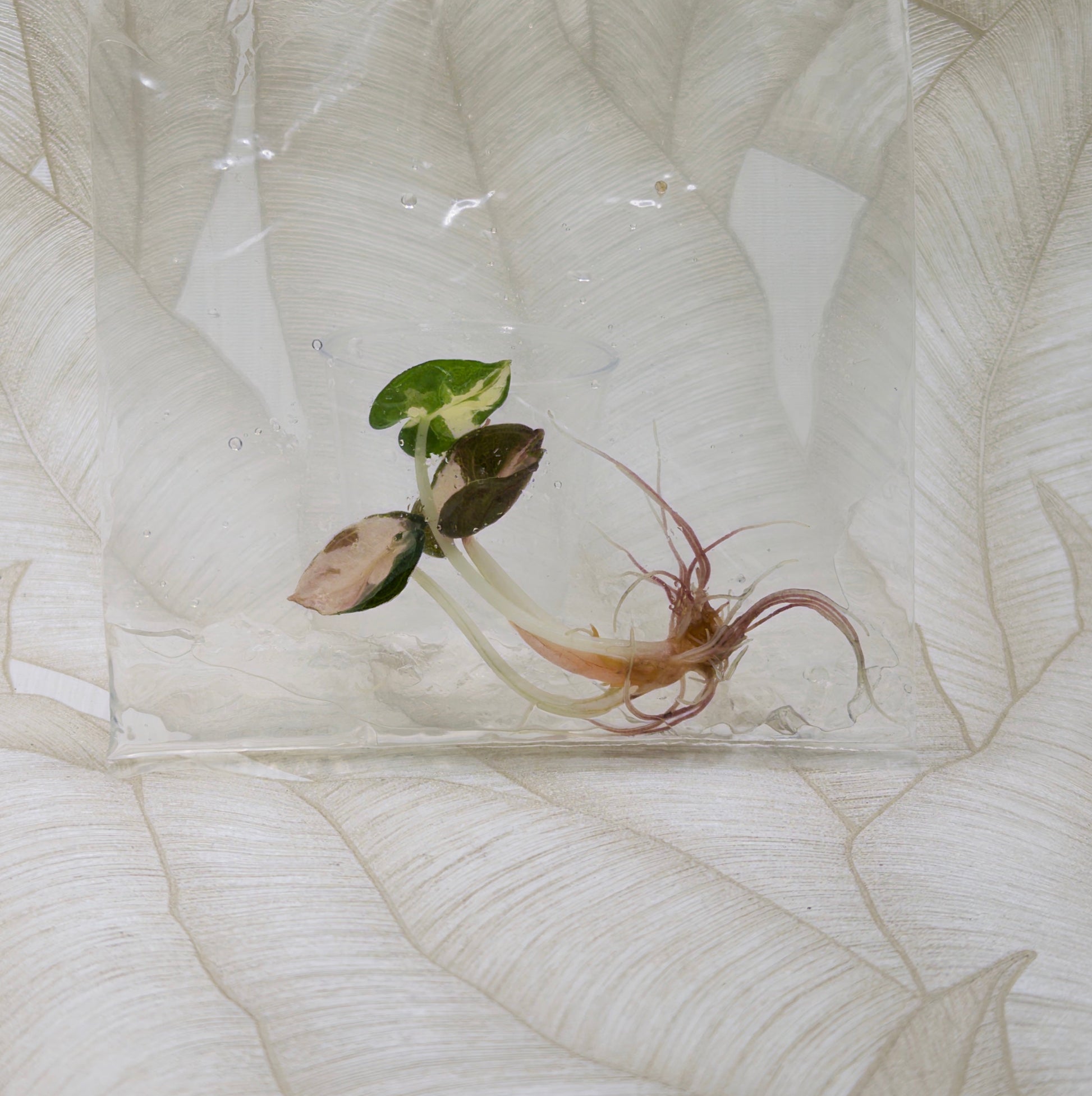 TC Alocasia Heart Balloon Albo Pink 1