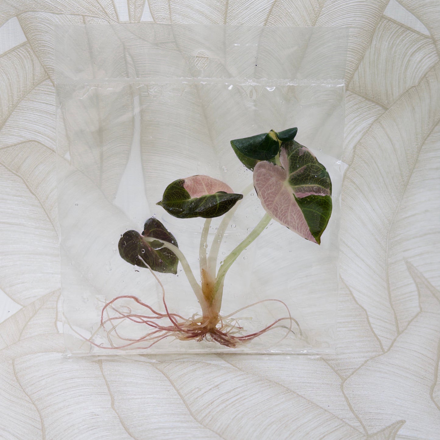TC Alocasia Heart Balloon Albo Pink in bag