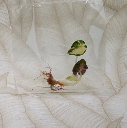 TC Alocasia Heart Balloon Albo Pink in bag
