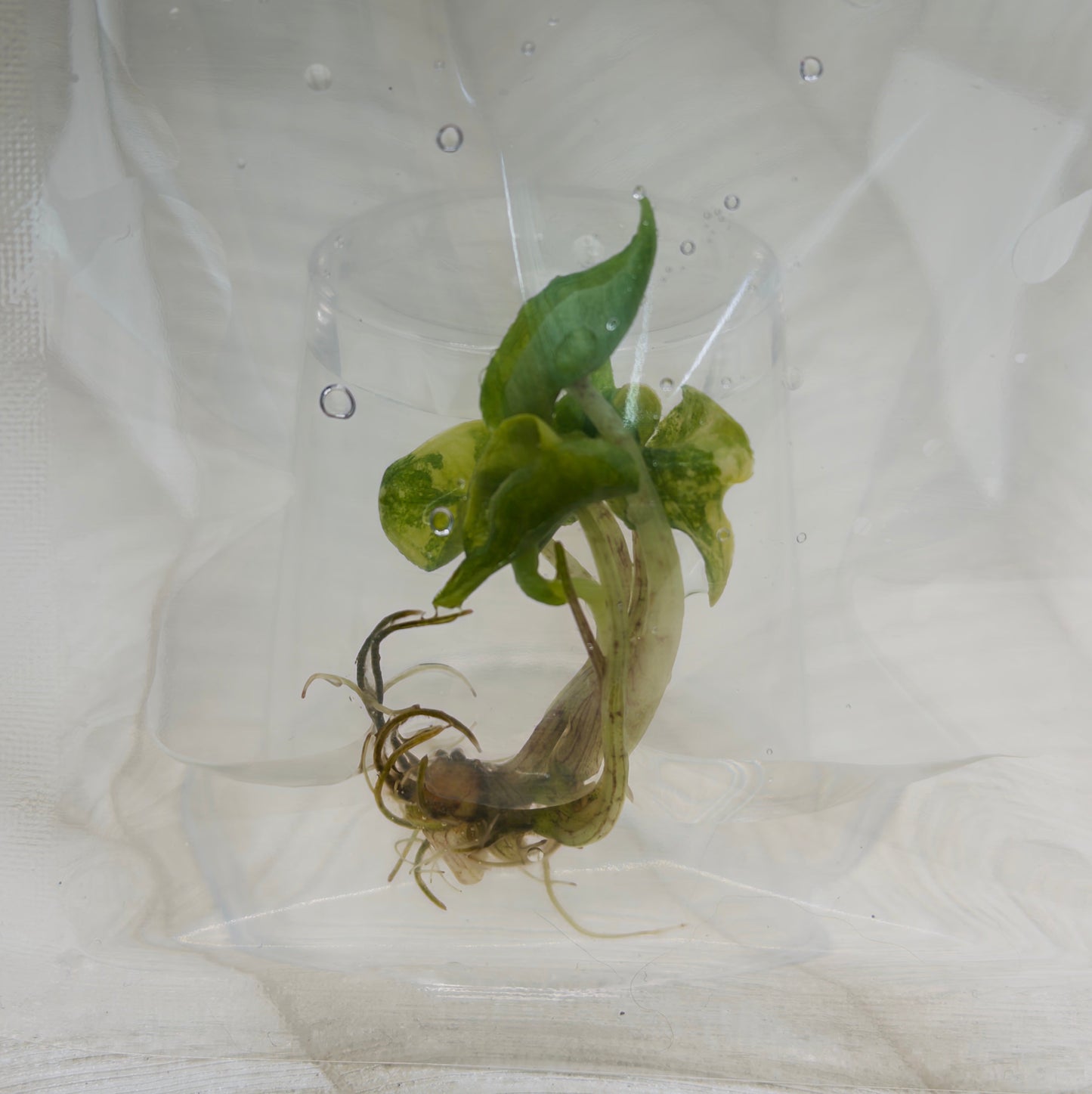 Alocasia Jacklyn Mystic in bag