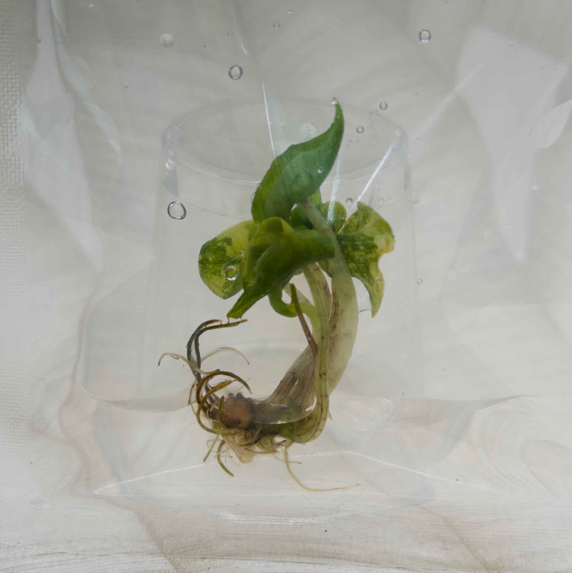 Alocasia Jacklyn Mystic in bag