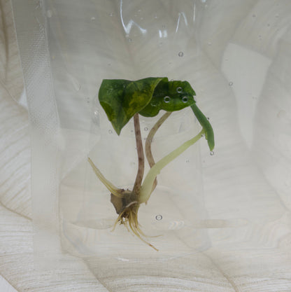 Alocasia Jacklyn Mystic in bag