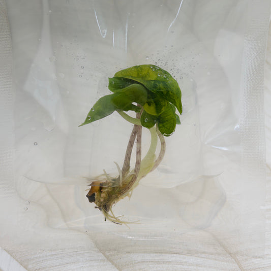 Alocasia Jacklyn Mystic in bag