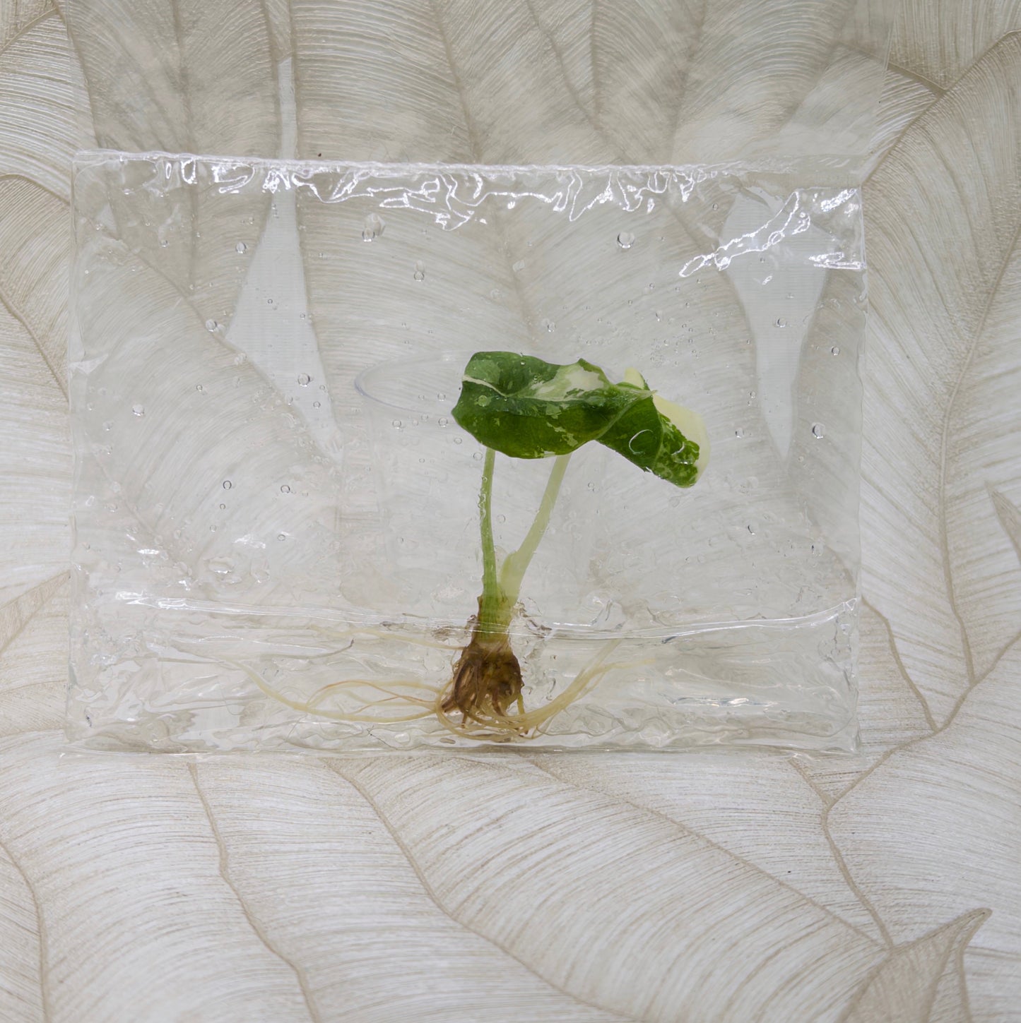 TC Alocasia Melo Albo in bag