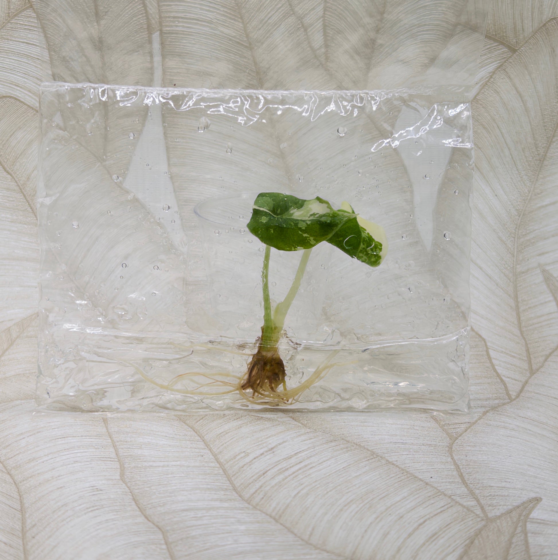 TC Alocasia Melo Albo in bag