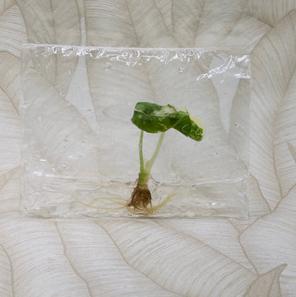 TC Alocasia Melo Albo in bag